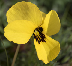 Viola douglasii