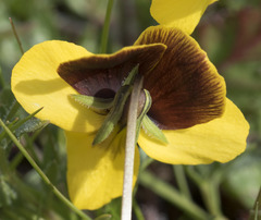 Viola douglasii