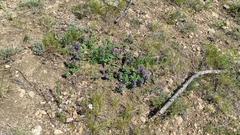 Dracocephalum pinnatum