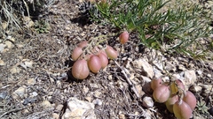 Astragalus chorinensis