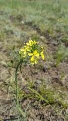 Erysimum flavum