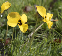 Viola douglasii