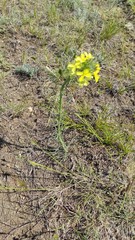 Erysimum flavum