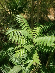 Ailanthus altissima