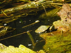 Trachemys venusta cataspila