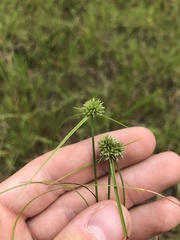 Cyperus filiculmis