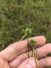 Cyperus filiculmis