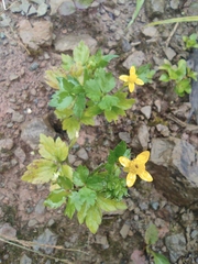 Ranunculus sieboldii