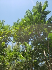 Ailanthus altissima