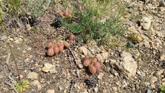 Astragalus chorinensis