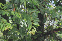Castanea henryi