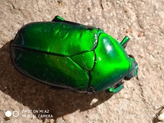 Heterorrhina elegans