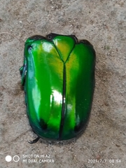 Heterorrhina elegans