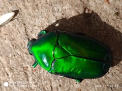 Heterorrhina elegans