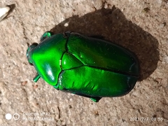 Heterorrhina elegans