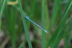 Paracercion hieroglyphicum