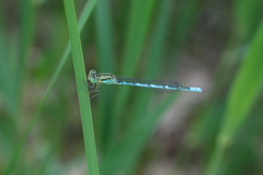 Paracercion hieroglyphicum