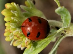 Coccinella transversoguttata