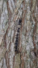 Entomophaga maimaiga