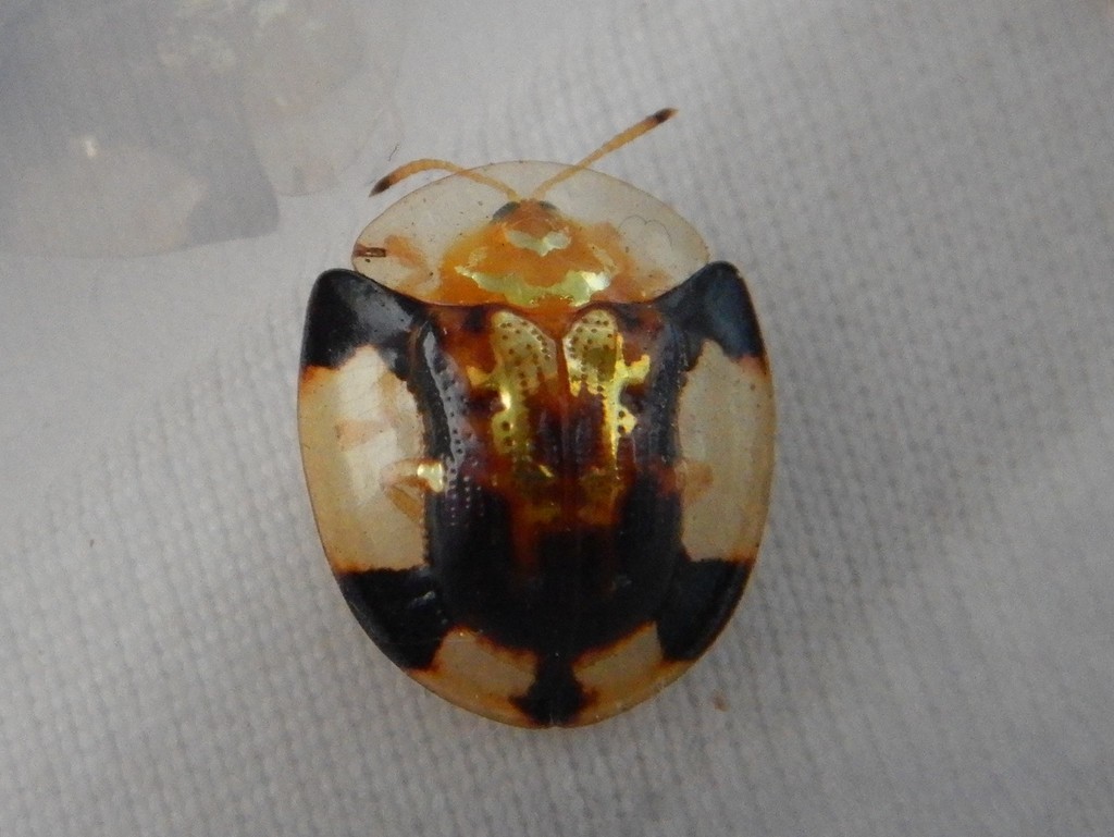Aspidomorpha interrupta