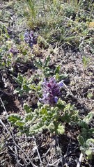 Dracocephalum pinnatum