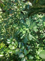 Ficus carica