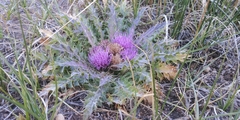 Cirsium scariosum congdonii