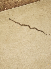 Pantherophis obsoletus