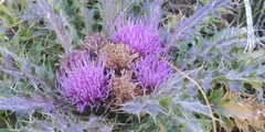 Cirsium scariosum congdonii