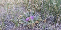 Cirsium scariosum congdonii