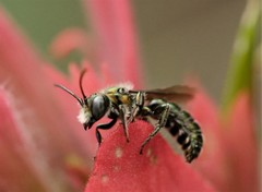 Hoplitis fulgida