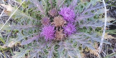 Cirsium scariosum congdonii
