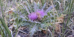 Cirsium scariosum congdonii