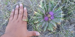 Cirsium scariosum congdonii