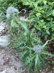Cirsium edule