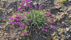 Oxytropis coerulea
