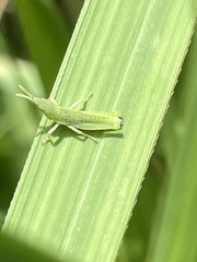 Atractomorpha lata
