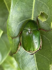Anomala albopilosa albopilosa