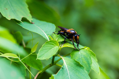 Bald Laphria