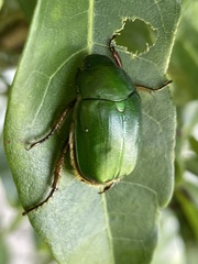 Anomala albopilosa albopilosa