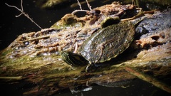 Trachemys venusta cataspila