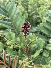 Amorpha ouachitensis