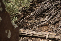 Aspidoscelis neotesselatus