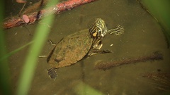 Trachemys venusta cataspila