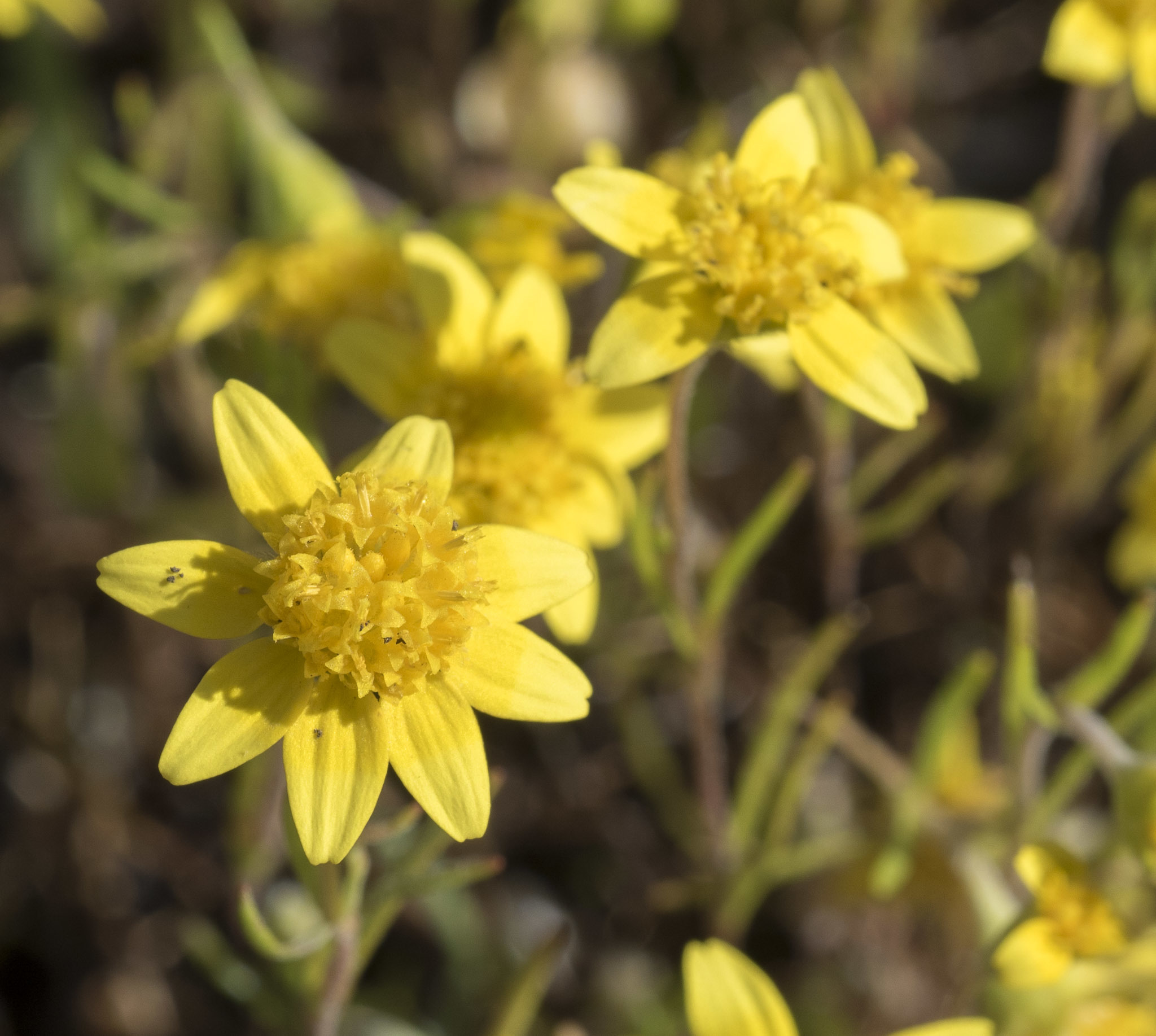 Lasthenia gracilis