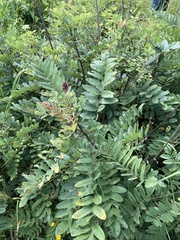 Amorpha ouachitensis