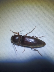 Diplostethus carolinensis