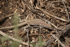 Aspidoscelis neotesselatus