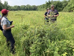 Amorpha ouachitensis