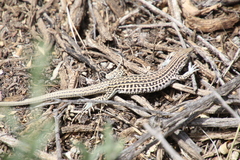 Aspidoscelis neotesselatus